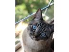 Silman & Francis Paw, American Shorthair For Adoption In Encino, California