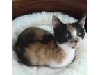 Paisley S, Domestic Shorthair For Adoption In Somerset, Kentucky