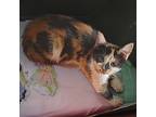 Pasilla, Calico For Adoption In Somerset, Kentucky