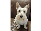 Finley, Scottie, Scottish Terrier For Adoption In Dallas, Texas