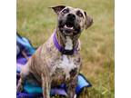 Alani, Terrier (unknown Type, Medium) For Adoption In Coldwater, Michigan