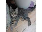 Lilly, Egyptian Mau For Adoption In Manchester, New Hampshire