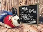 Maggie, Californian For Adoption In Columbus, Ohio