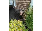 Ms. B, Labrador Retriever For Adoption In Media, Pennsylvania