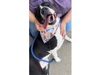 Adopt DORA a Black - with White English Pointer / Catahoula Leopard Dog / Mixed