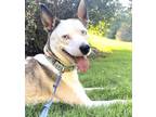 Adopt Kacy a Gray/Silver/Salt & Pepper - with White Siberian Husky / Catahoula