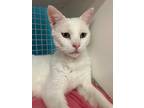 Adopt Casper a White Domestic Shorthair / Mixed (short coat) cat in Land O