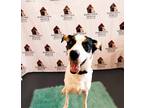 Adopt Buddy Elf a Hound (Unknown Type) / Husky / Mixed dog in Boston