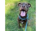 Adopt Roger a Brown/Chocolate American Pit Bull Terrier / Mixed Breed (Medium) /