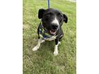 Adopt KIRA a Black - with White Great Dane / Terrier (Unknown Type