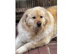 Adopt Monty--Lower Fee!! a Red/Golden/Orange/Chestnut Golden Retriever / Chow