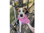 Adopt Violet a White - with Brown or Chocolate Pit Bull Terrier / American