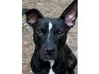 Adopt Happy-- LOWER FEE a Black - with White Pit Bull Terrier / Mixed dog in