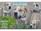 Adopt SARGE a Tan/Yellow/Fawn Pit Bull Terrier / Bull Terrier / Mixed dog in Oro