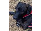 Adopt Max a Mastiff / Mixed dog in Weatherford, TX (37214662)