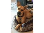 Adopt Roo a Tan/Yellow/Fawn Black Mouth Cur / Shepherd (Unknown Type) / Mixed