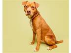 Adopt Hamlet a Mixed Breed (Large) / Mixed dog in Durham, NC (37613283)
