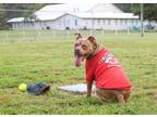 Adopt Chopper II a Red/Golden/Orange/Chestnut - with White Mixed Breed (Medium)