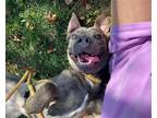 Adopt Daya a Gray/Blue/Silver/Salt & Pepper Dutch Shepherd / American