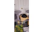 Adopt Stewart a Domestic Shorthair / Mixed (short coat) cat in Fenton