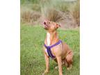 Adopt Marley Ella a Brown/Chocolate - with White Mixed Breed (Large) / Mixed dog