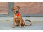 Adopt Bertha a Brown/Chocolate - with Black Pit Bull Terrier / Chow Chow / Mixed