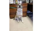 Adopt Samuel a Gray/Blue/Silver/Salt & Pepper Australian Shepherd dog in