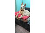 Adopt Hansel a Red/Golden/Orange/Chestnut - with White Australian Cattle Dog /