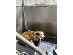 Adopt Alvin a Tan/Yellow/Fawn Mixed Breed (Medium) dog in Whiteville