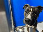 Adopt Dakota a Black Mixed Breed (Medium) dog in Whiteville, NC (37694644)