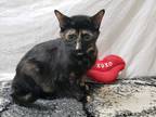 Adopt Uno a Tortoiseshell Domestic Shorthair (short coat) cat in Hawk Point