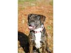 Adopt Eve a Brindle - with White Mixed Breed (Medium) / Mixed dog in
