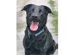 Adopt MAX a Black Labrador Retriever / Mixed dog in Olive Branch, MS (37356394)
