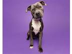 Adopt Bruce a Mixed Breed (Large) / Mixed dog in Durham, NC (37671204)