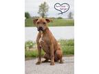 Adopt Indy (Gerard Butler) a Brown/Chocolate - with Black Pit Bull Terrier /