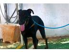 Adopt Rose - a Black - with Tan, Yellow or Fawn Doberman Pinscher / Mixed dog in