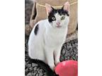 Adopt GASTON a White (Mostly) Domestic Shorthair / Mixed cat in Franklin