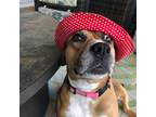Adopt Peaches a Catahoula Leopard Dog / Mixed dog in Tampa, FL (37732218)