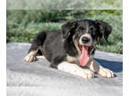 Border Collie PUPPY FOR SALE ADN-822824 - Beautiful Border Collie Puppies