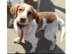 Adopt CA/Reah (LA) a Red/Golden/Orange/Chestnut - with White Brittany / Mixed