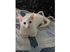 Adopt Diamond a White Domestic Shorthair / Mixed (short coat) cat in Tampa