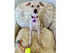 Jamie-lee, Terrier (unknown Type, Small) For Adoption In Little Rock, Arkansas