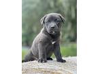 Cubby Bear, Labrador Retriever For Adoption In Ocala, Florida
