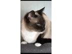 Noelle And Nicholas, Siamese For Adoption In Greenville, South Carolina
