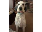 Manny, Golden Retriever For Adoption In Battle Ground, Washington