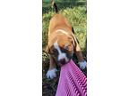 Prime, American Staffordshire Terrier For Adoption In Evergreen, Colorado