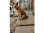 Guri, Terrier (unknown Type, Small) For Adoption In Torrance, California
