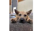 Hyunmi, Terrier (unknown Type, Small) For Adoption In Torrance, California