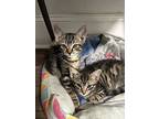 Quartz, Domestic Shorthair For Adoption In Bluefield, West Virginia