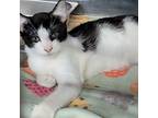 Bear (spayed), Domestic Shorthair For Adoption In Marietta, Ohio